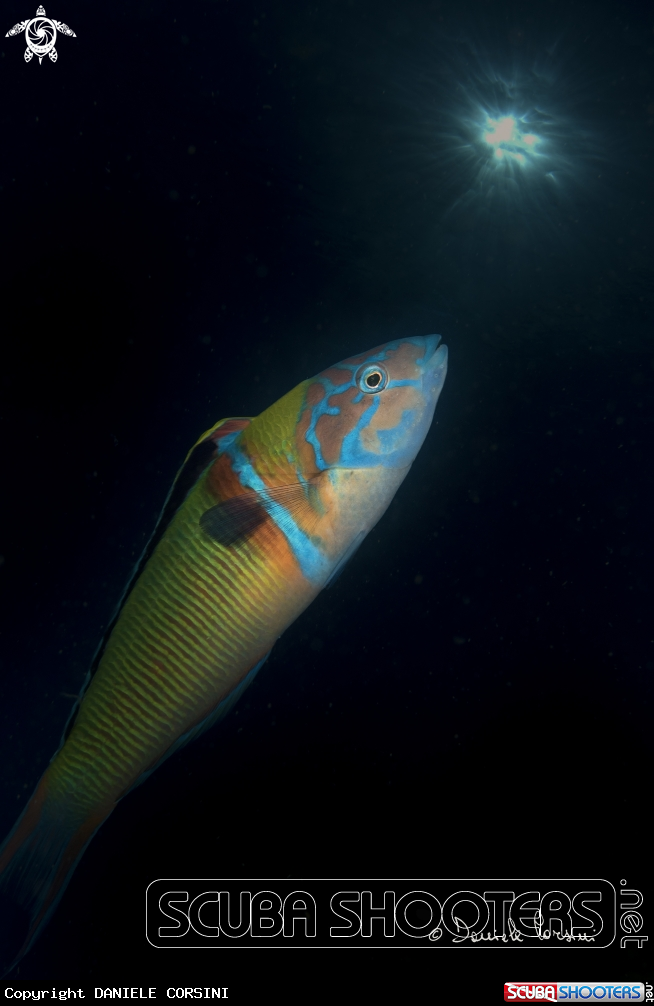 A Donzella pavonina