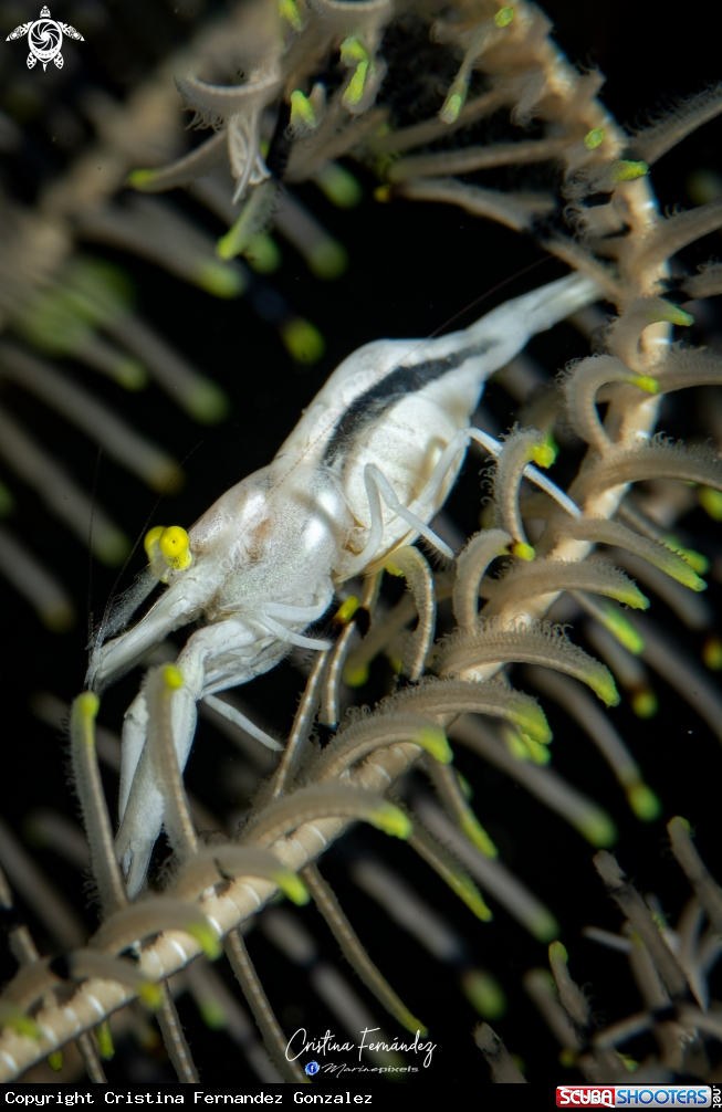 A Shrimp