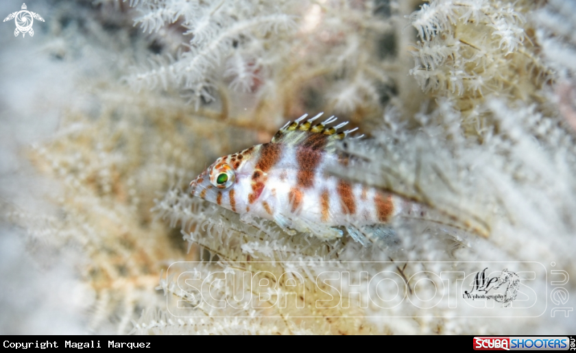 A Dwarf hawkfish