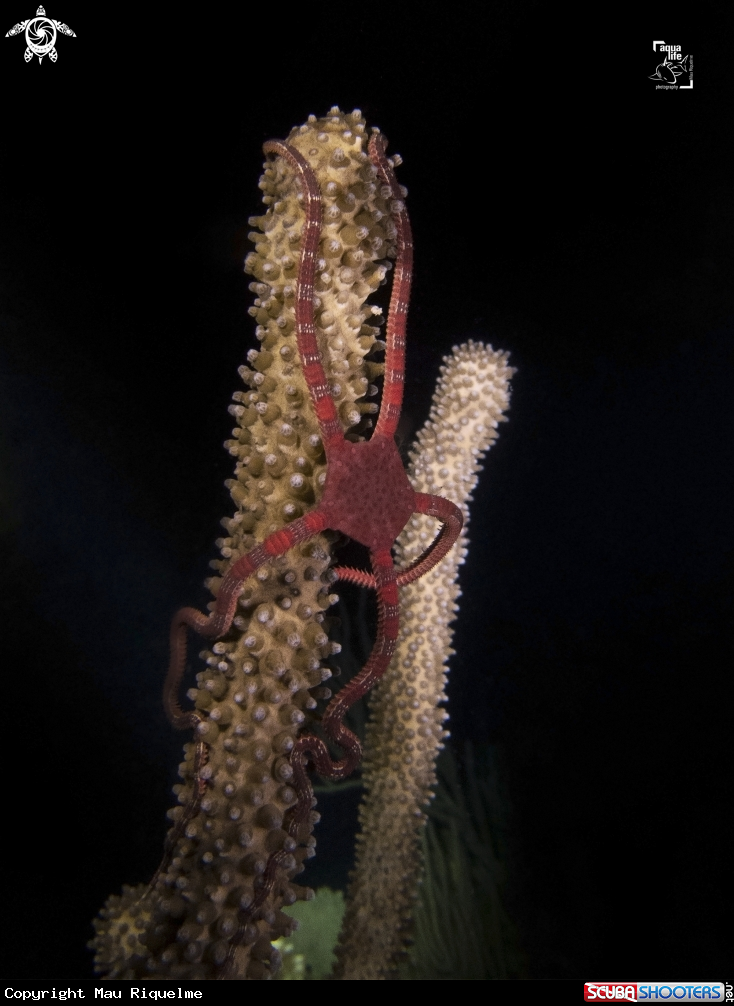 A Brittle Star