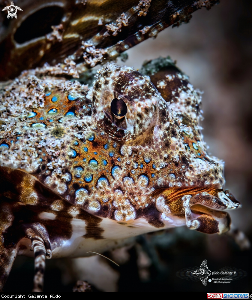 A Kuiters Dragonet