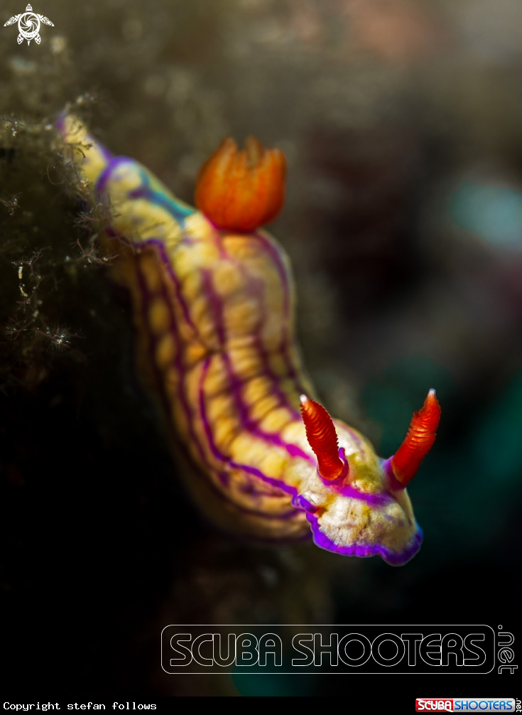 A Nudibranch