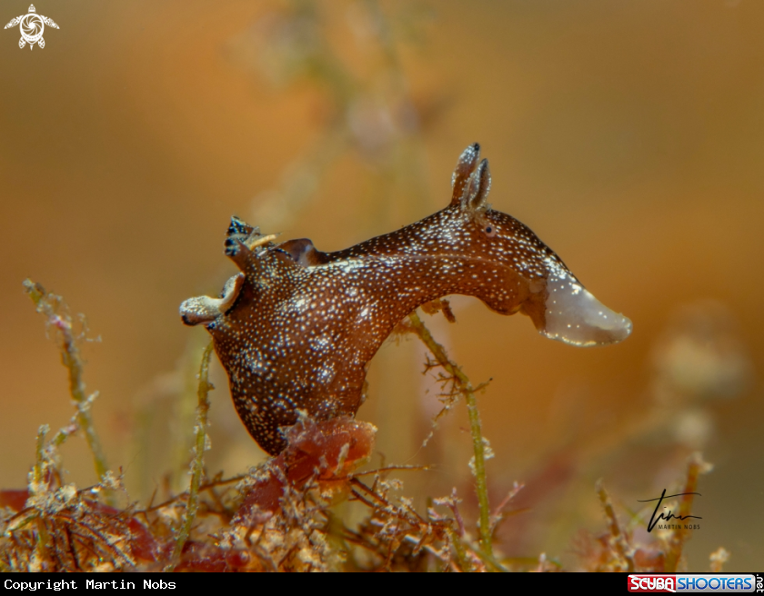 A Dwarf Seahare