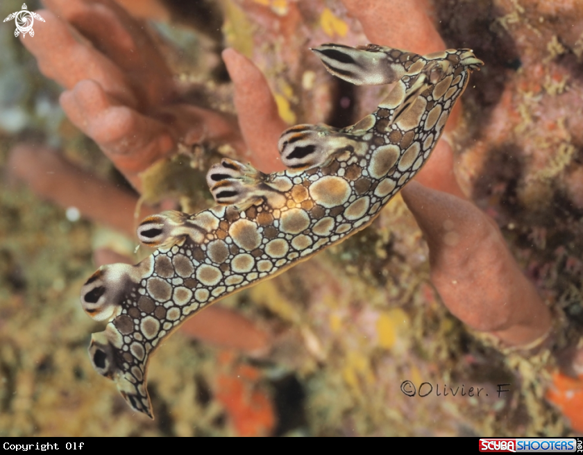 A Bornella