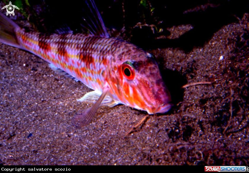 A underwater creature