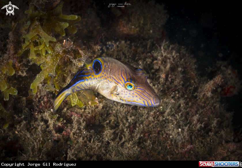 A Sharpnose puffer 