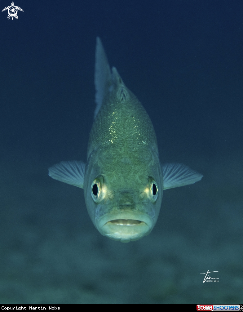 A European Sea Bass