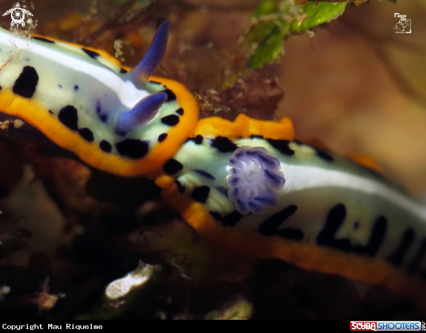 A Purple-Crowned Sea Goddess