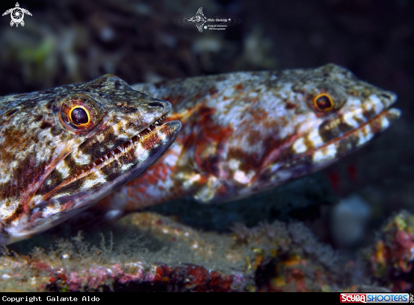 A Lizard Fish
