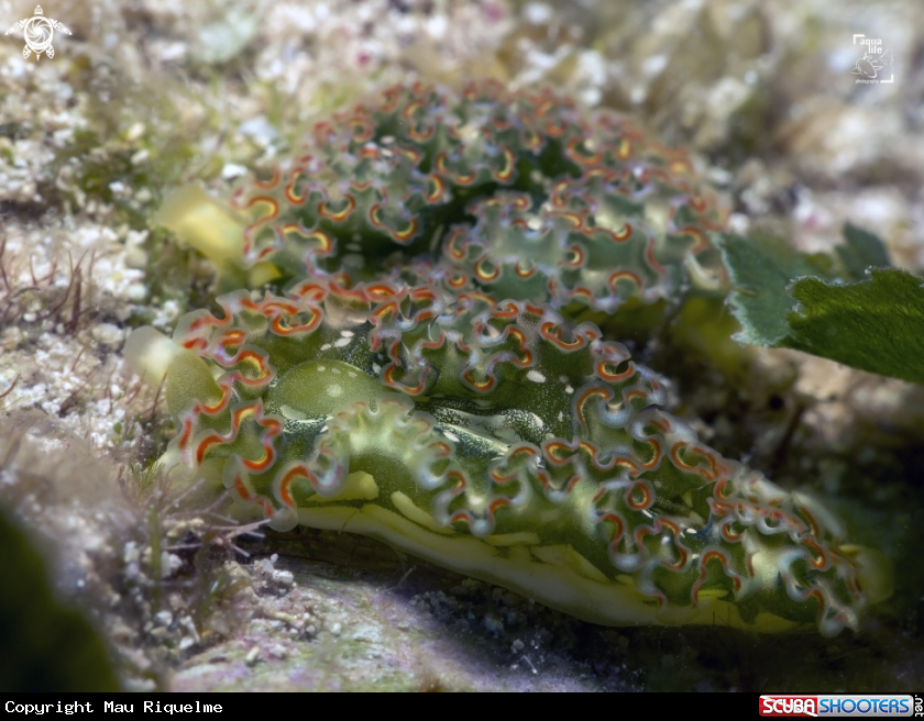 A Lettuce Sea Slug