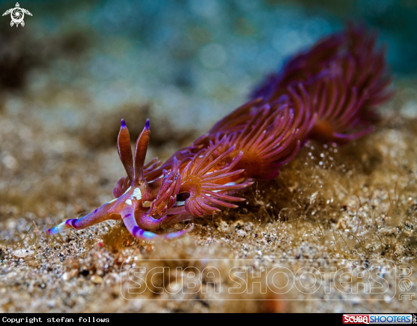 A Nudibranch