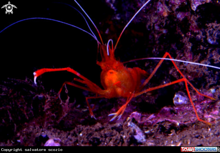 A underwater creature