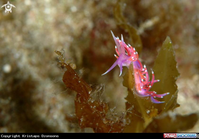 A Edmundsella pedata nudibranch