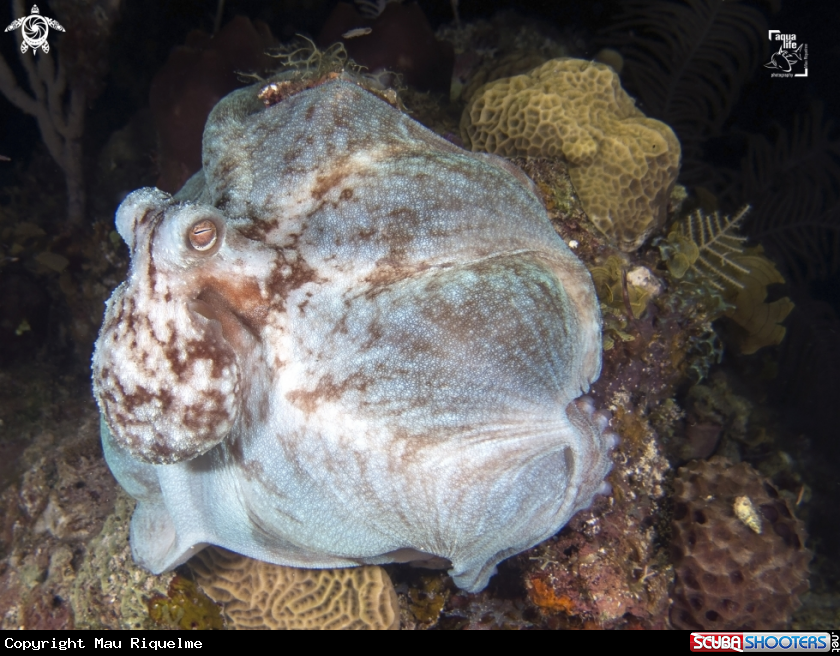A Caribbean Reef Octopus
