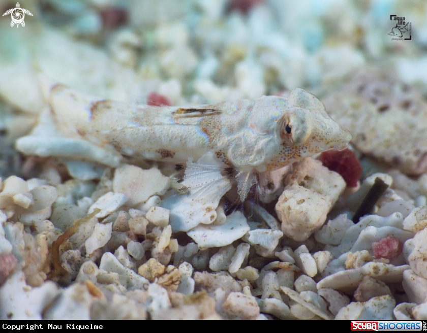 A Female Lancer Dragonet