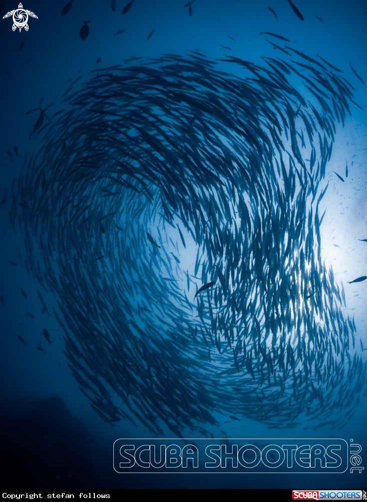 A Chevron Barracuda