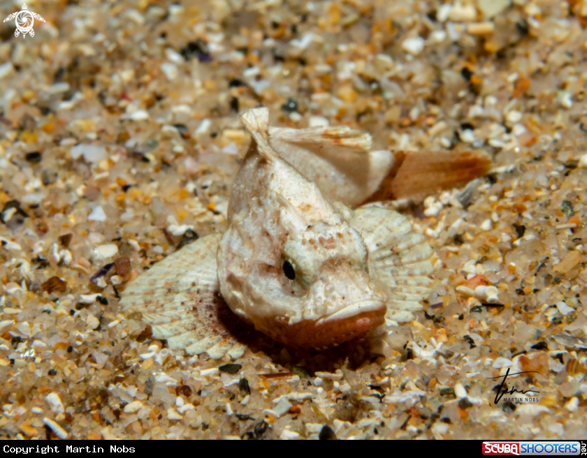 A Scorpionfish