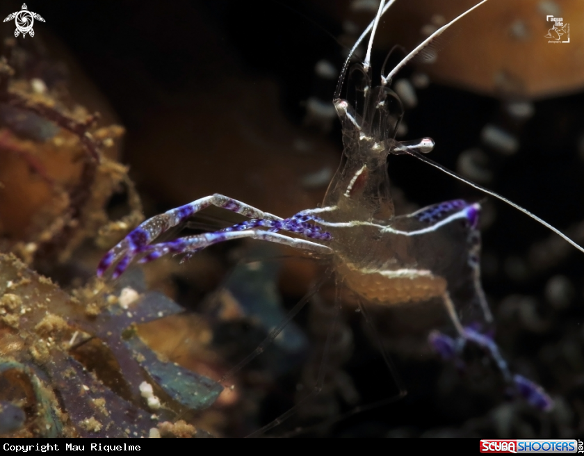 A Pederson Cleaner Shrimp