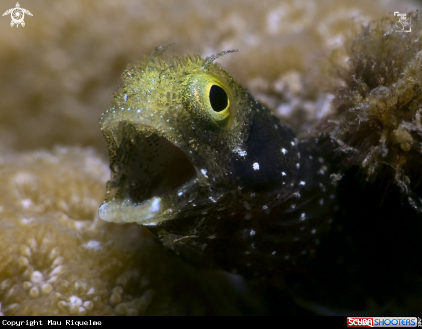 A Spinyhead Blenny