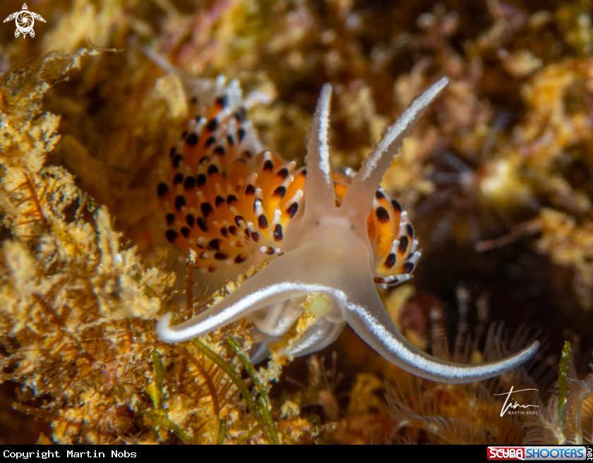 A Caloria elegans