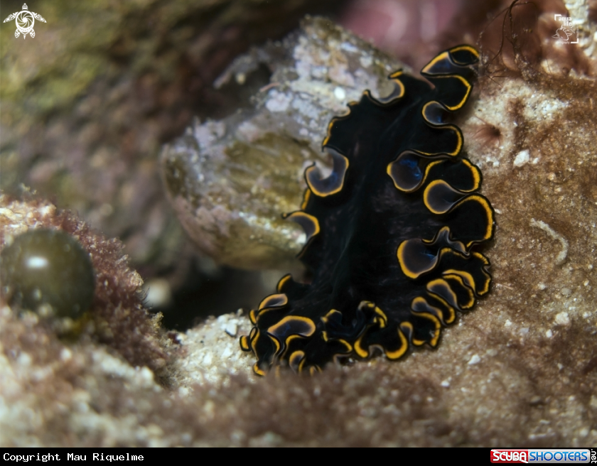 A Splendid Flatworm