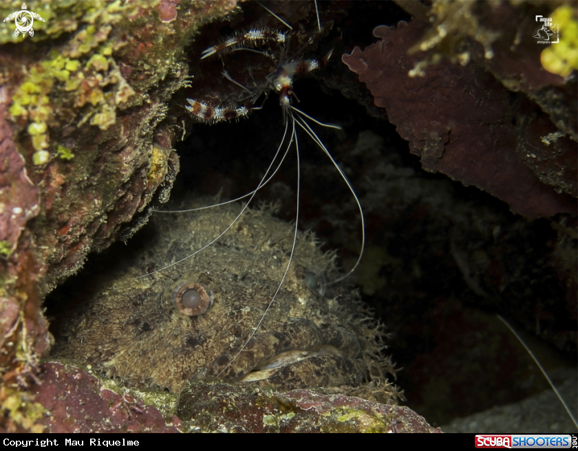 A Bearded Toadfish and Banded Coral Shrimp