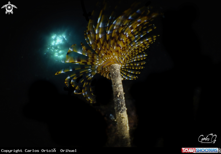 A Fanworm