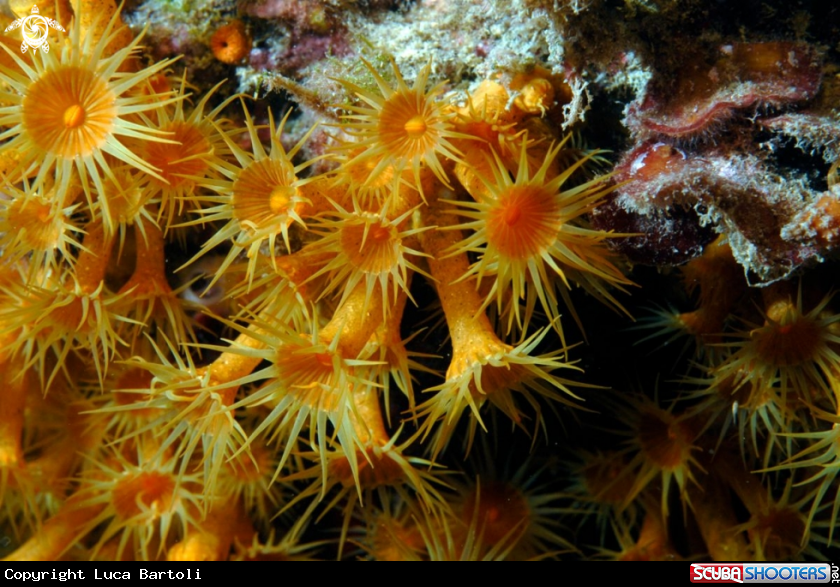 A underwater creature