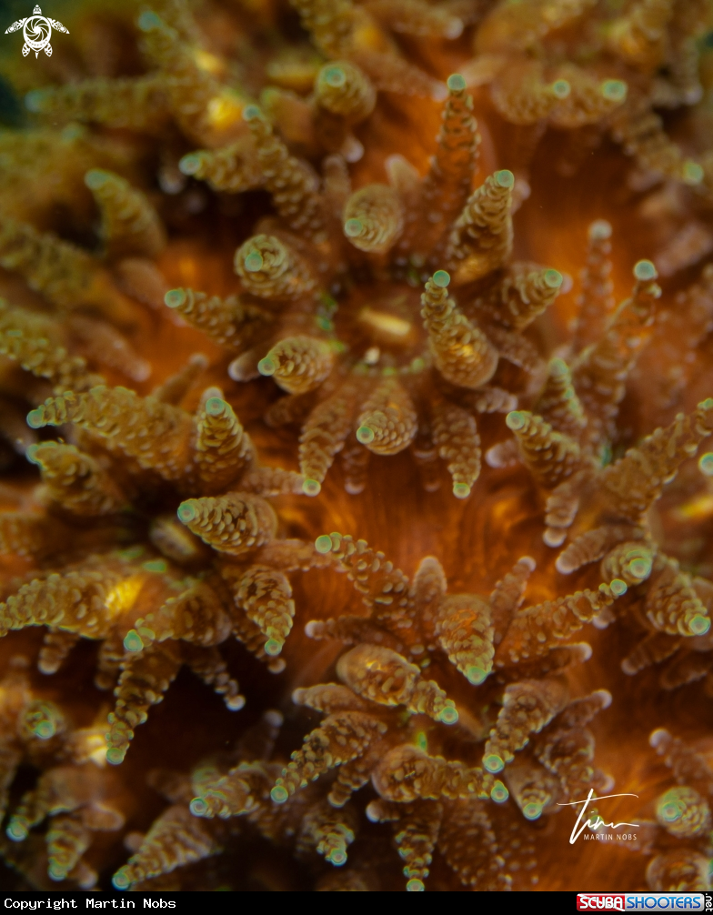 A Cladocora cespitosa