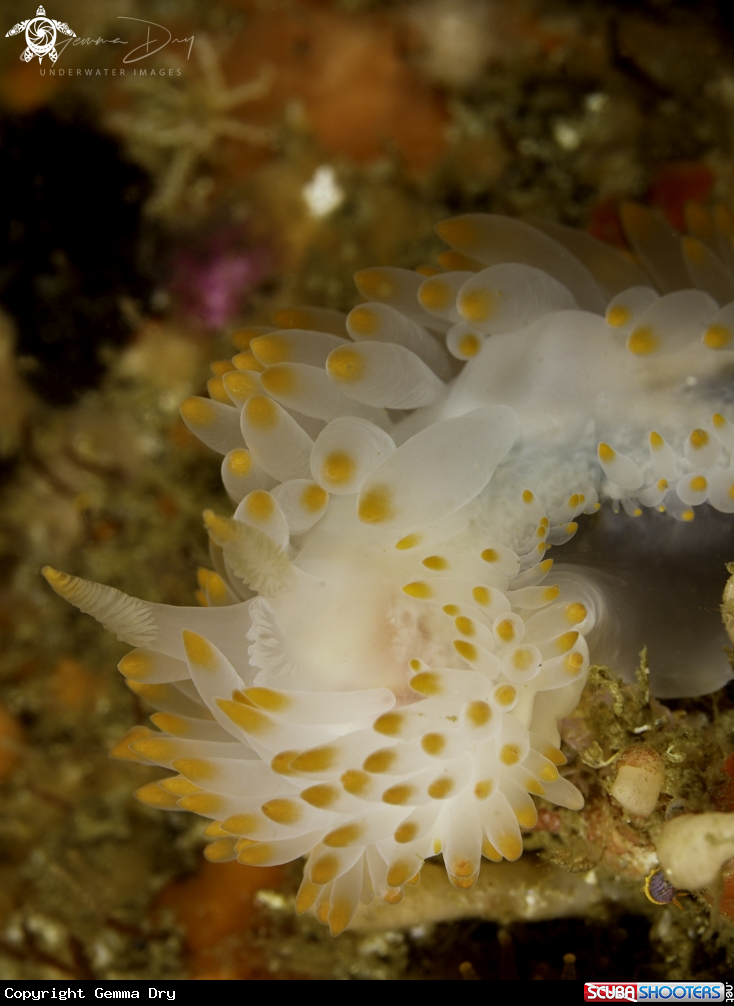 A Gasflame nudibranch