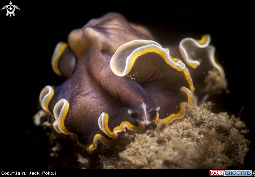 A Pseudobiceros sp.
