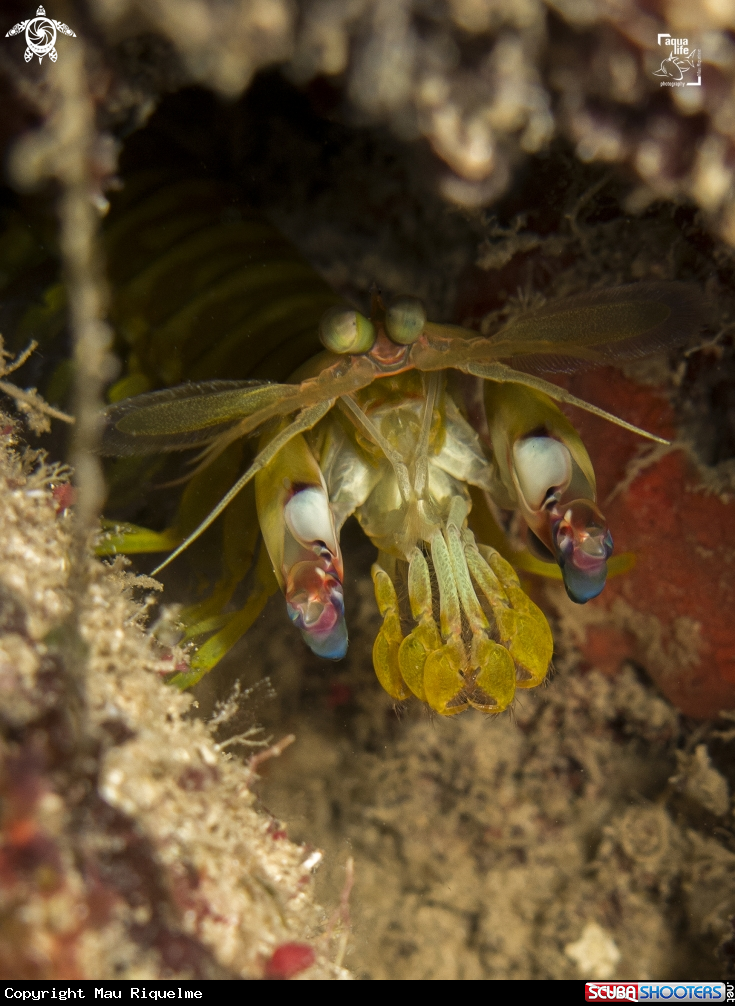 A Dark Mantis Shrimp