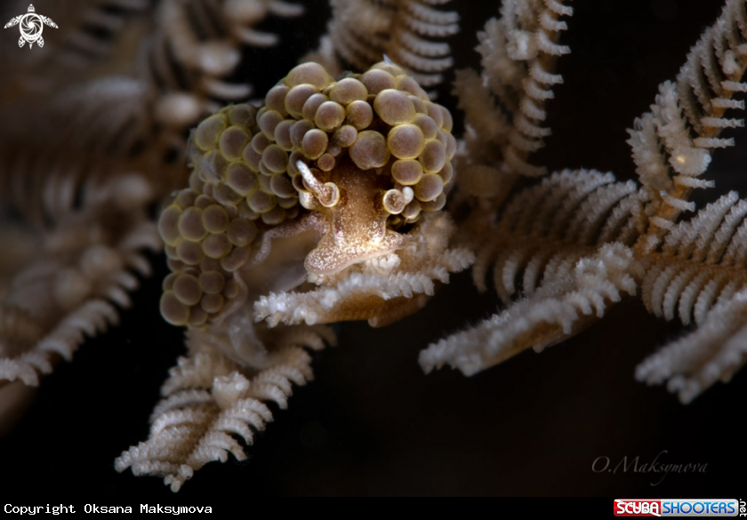 A Nudibranch Doto ussi  