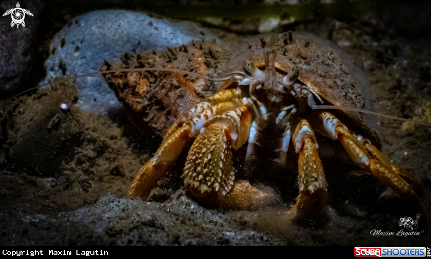 A crabs