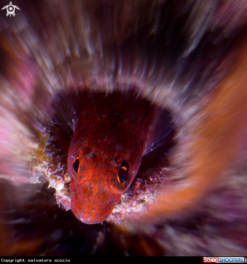 A underwater creature