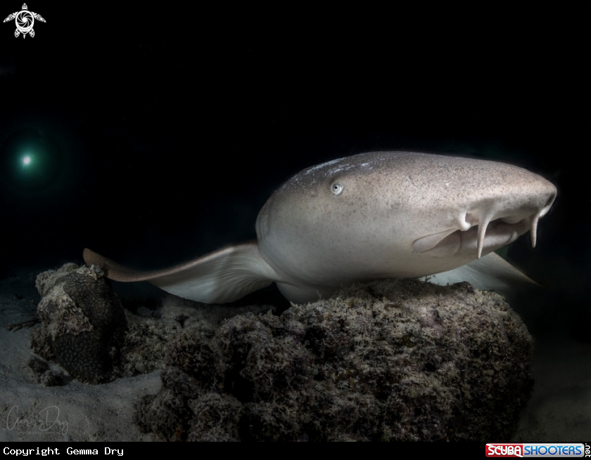 A Nurse Shark