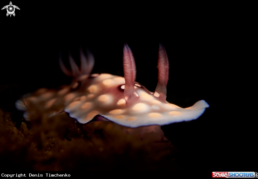 A NUDIBRANCH