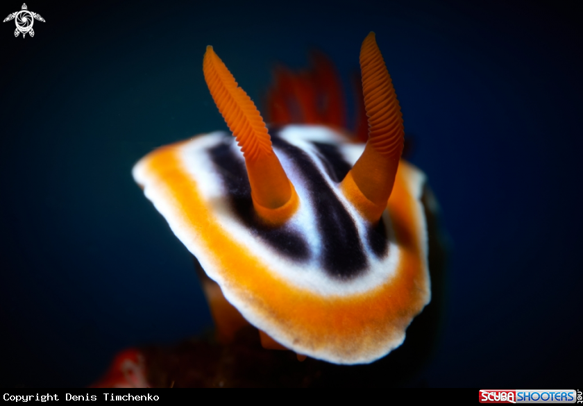 A NUDIBRANCH