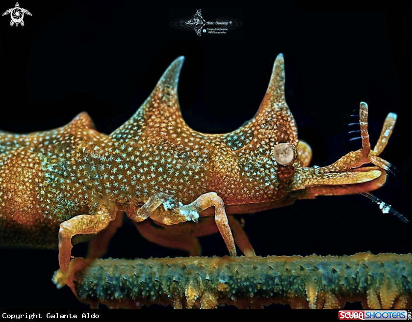 A Dragon Shrimp 