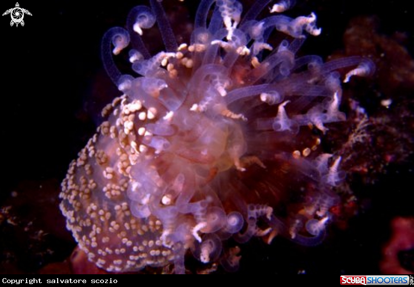 A underwater creature