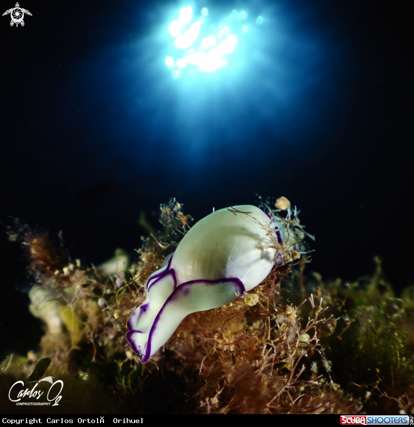 A Nudibranch