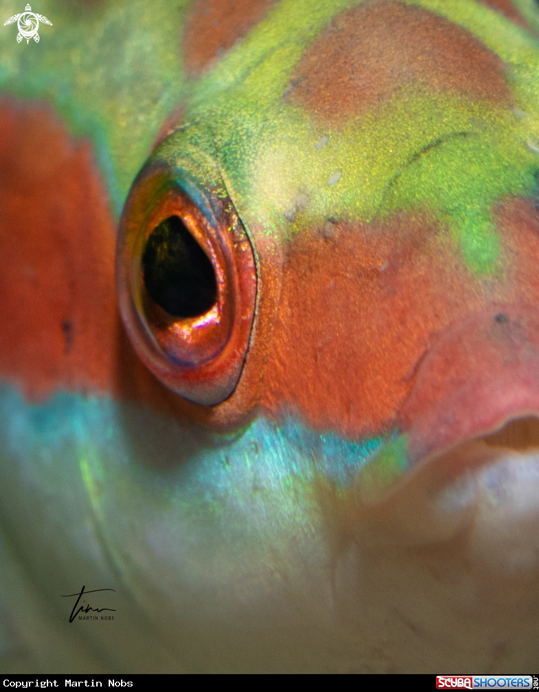 A Mediterranean Rainbow Wrasse