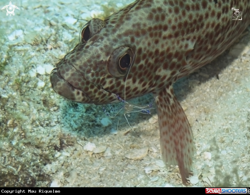 A Pederson Cleaner Shrimp and Graysby