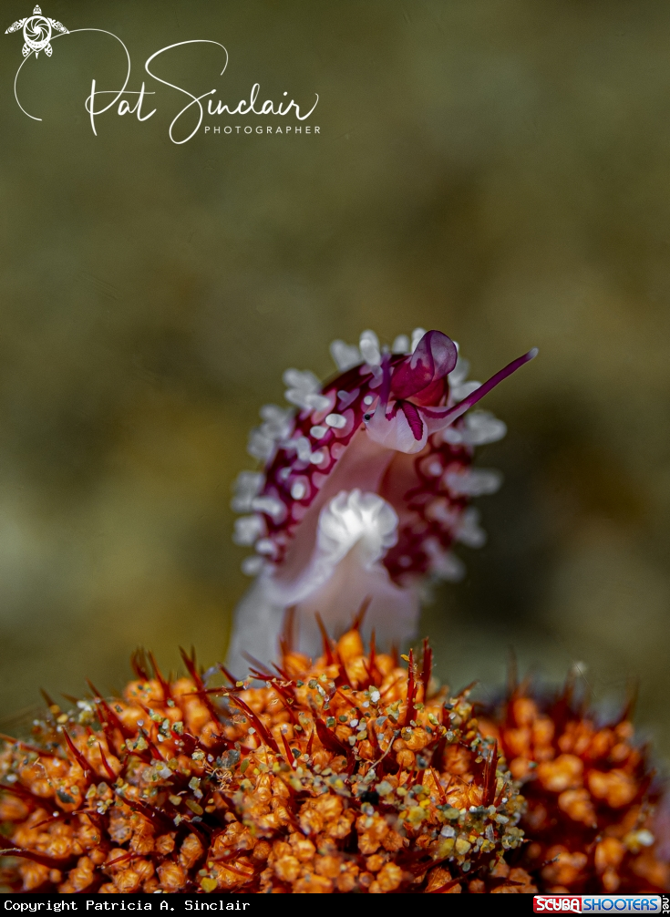A egg cowrie