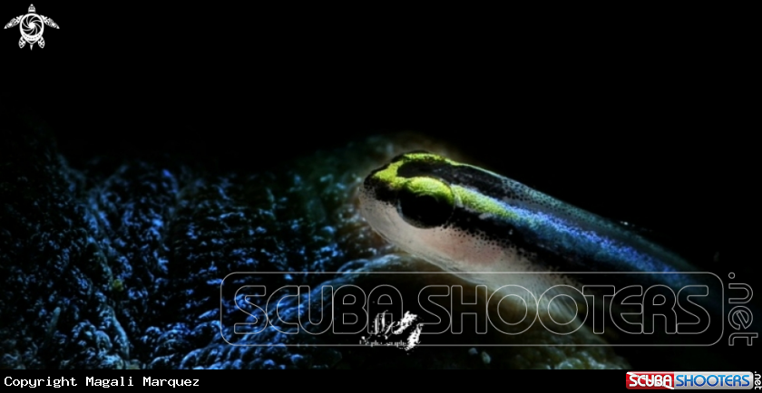 A Neon Goby