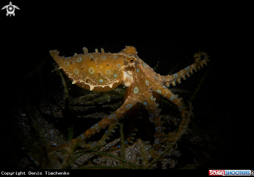 A OCTOPUS