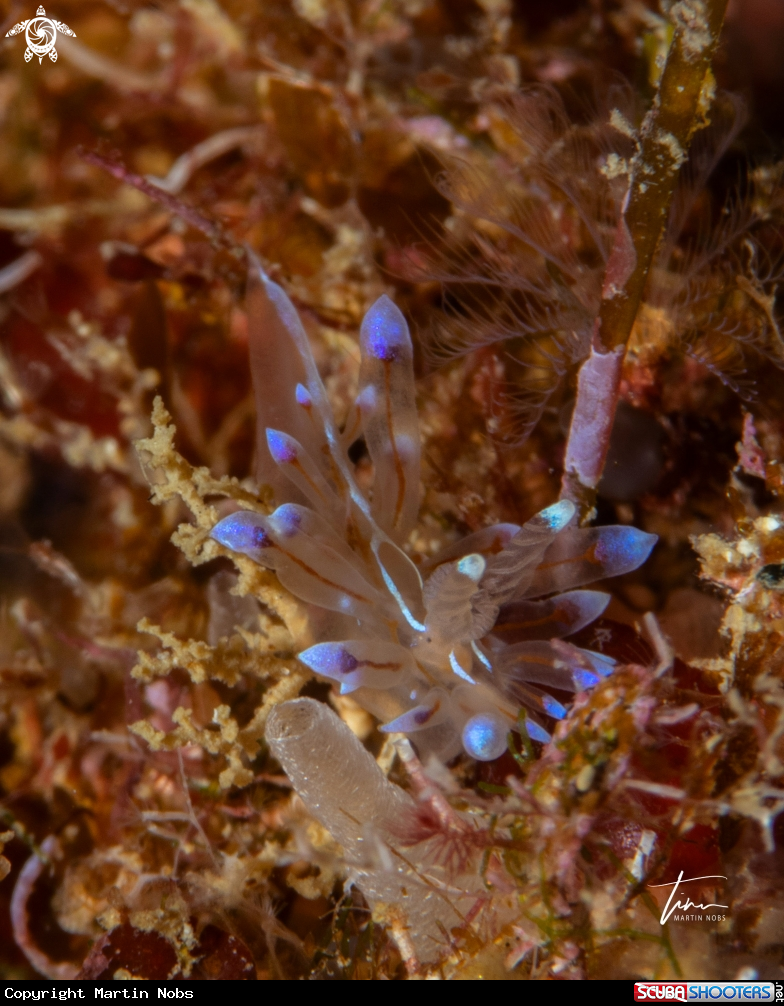 A Antiopella cristata