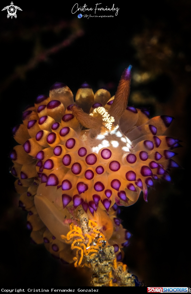 A Nudibranch