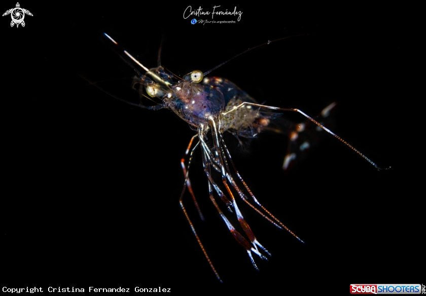 A Shrimp