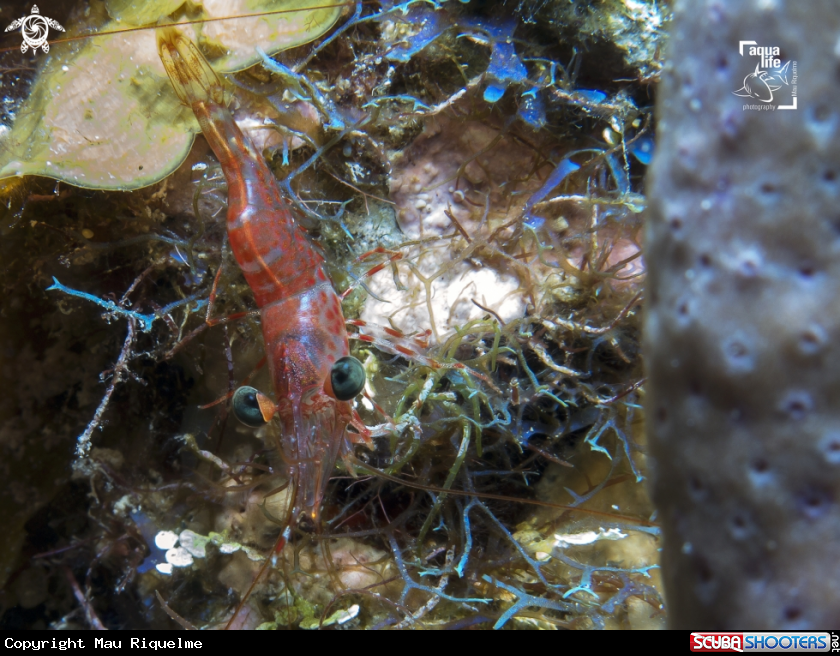 A Red Night Shrimp